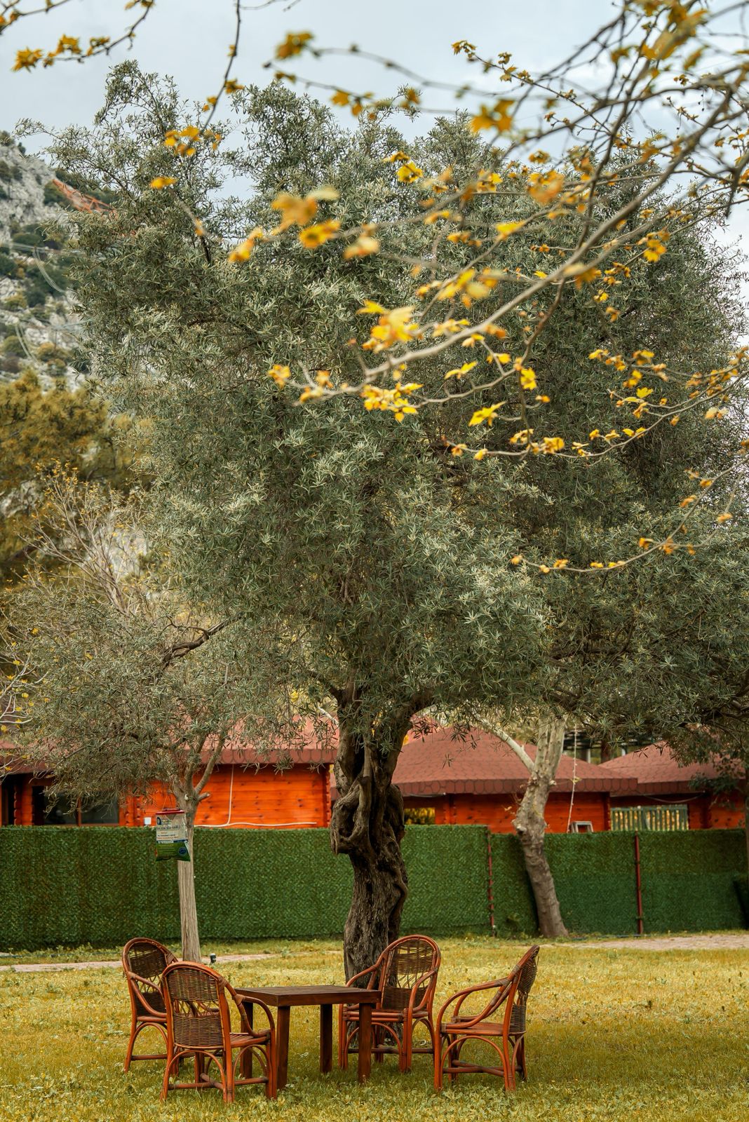 Welt Bungalows — Modern Bungalov ve Doğa Manzaraları